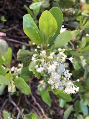 Ceanothus velutinus
