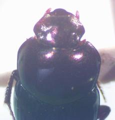 Onthophagus tapirus