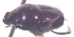 Onthophagus tapirus