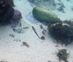 Eupetrichthys angustipes