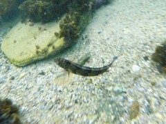 Eupetrichthys angustipes