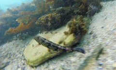 Eupetrichthys angustipes