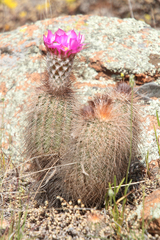 Echinocereus reichenbachii baileyi