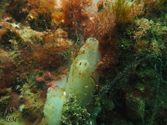 Ascidiella aspersa