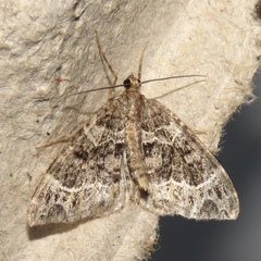 Ecliptopera silaceata