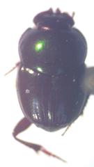Onthophagus tapirus