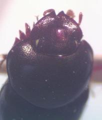 Onthophagus tapirus