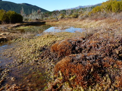 Oreobolus pectinatus