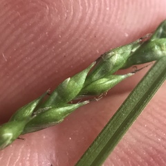 Carex debilis rudgei