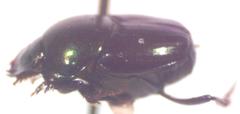 Onthophagus tapirus