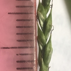 Carex debilis rudgei