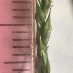 Carex debilis rudgei