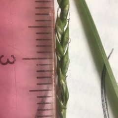 Carex debilis rudgei