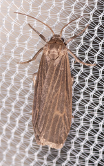 Crambidia uniformis