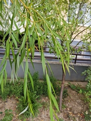Salix