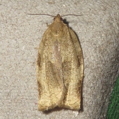 Choristoneura fractivittana