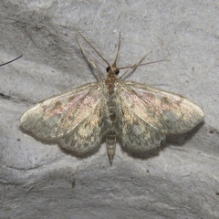 Anania plectilis