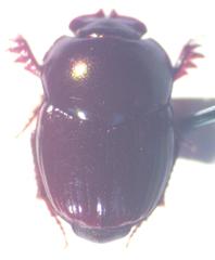 Onthophagus tapirus