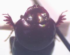 Onthophagus tapirus