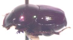 Onthophagus tapirus