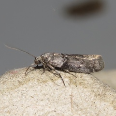 Meroptera pravella