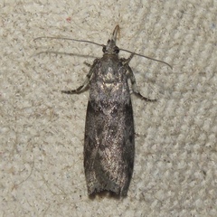 Meroptera pravella