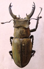 Lucanus sericeus