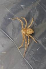 Polybetes rapidus
