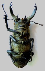 Lucanus sericeus