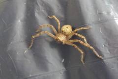 Polybetes rapidus