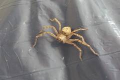 Polybetes rapidus