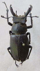 Lucanus sericeus