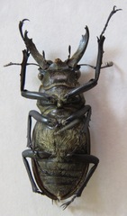 Lucanus sericeus