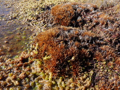 Oreobolus pectinatus