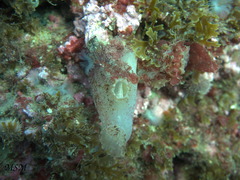 Ascidiella aspersa