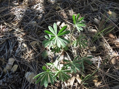 Lupinus argenteus argenteus