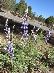 Lupinus argenteus argenteus