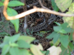 Elgaria paucicarinata