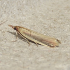 Peoria approximella