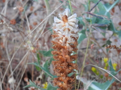 Orobanche amethystea