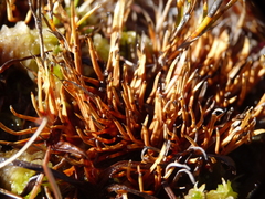 Oreobolus pectinatus