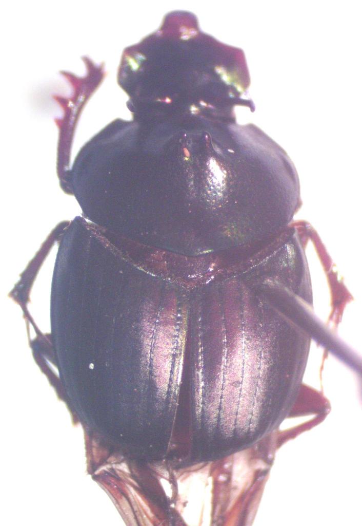 Onthophagus viridivinosus