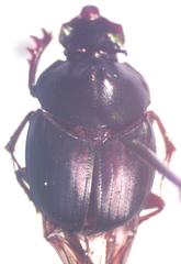 Onthophagus viridivinosus
