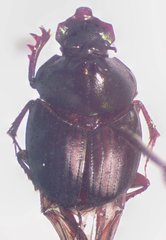 Onthophagus viridivinosus