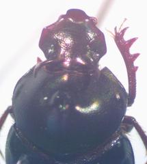 Onthophagus viridivinosus