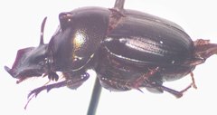 Onthophagus viridivinosus