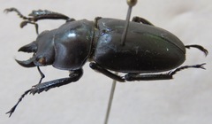 Neolucanus brevis