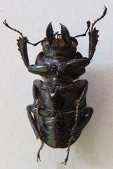 Neolucanus brevis