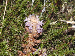 Phelipanche arenaria