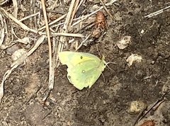 Colias christina